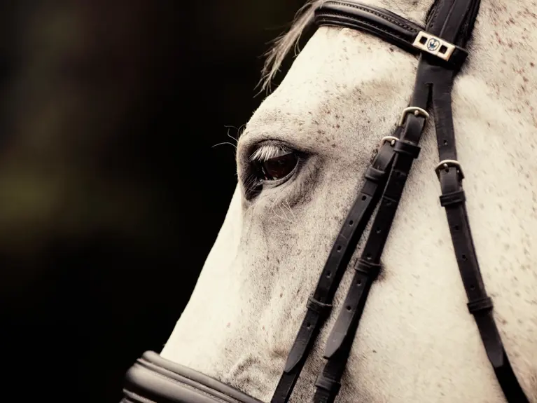 Sfeerbeeld Wit Paard Ingezoomd Op Paardenoog