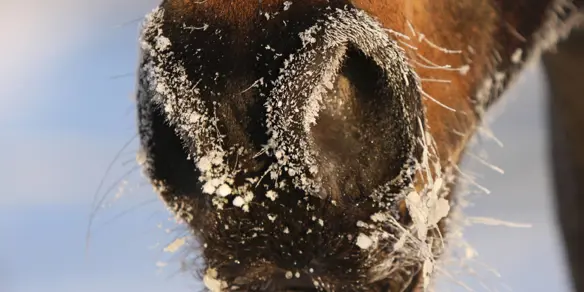 Paardenneus Vrieskou