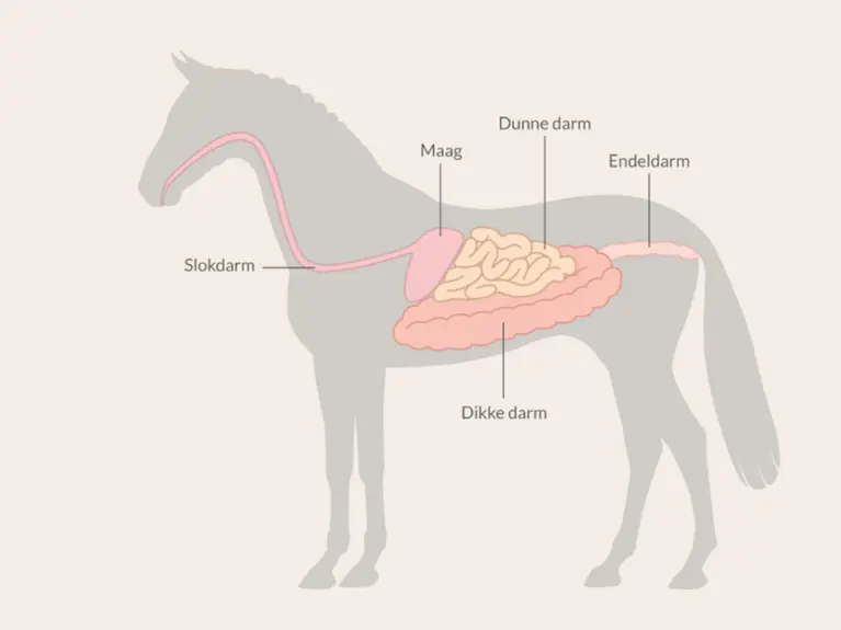 Hoe werkt de vertering van een paard