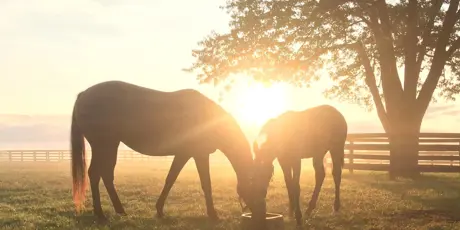 Voermeesters By Nature Paarden In Weide Zonnig 1920X1280