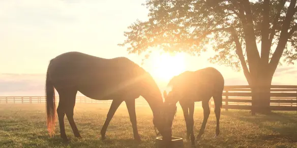 Voermeesters By Nature Paarden In Weide Zonnig 1920X1280