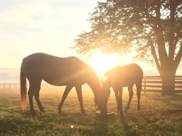 Voermeesters By Nature Paarden In Weide Zonnig 1920X1280