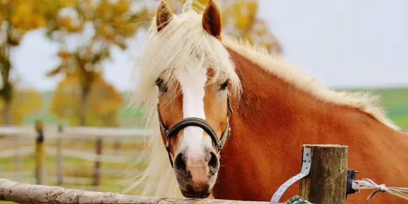 Paard In Herfstweide