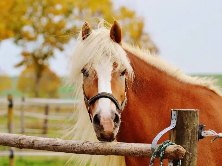 Paard In Herfstweide