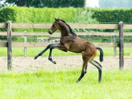 Voermeesters Veulen Michelle Ackermans