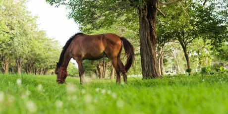 Bruin Paard In De Wei Met Bomen