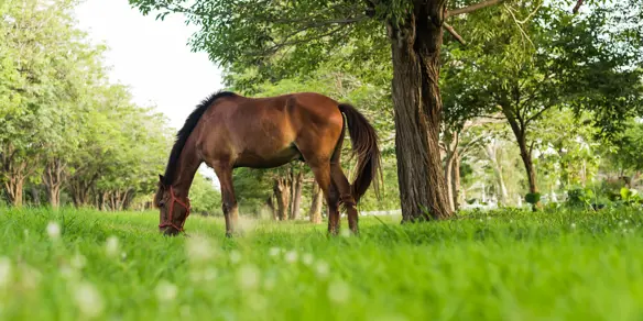Bruin Paard In De Wei Met Bomen