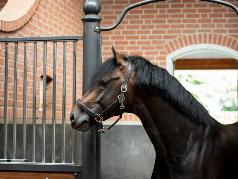 Sfeerbeeld Renate Paard Van Uytert