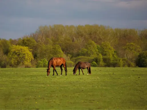Paarden In Groene Weide Met Herfstkleurige Bomen