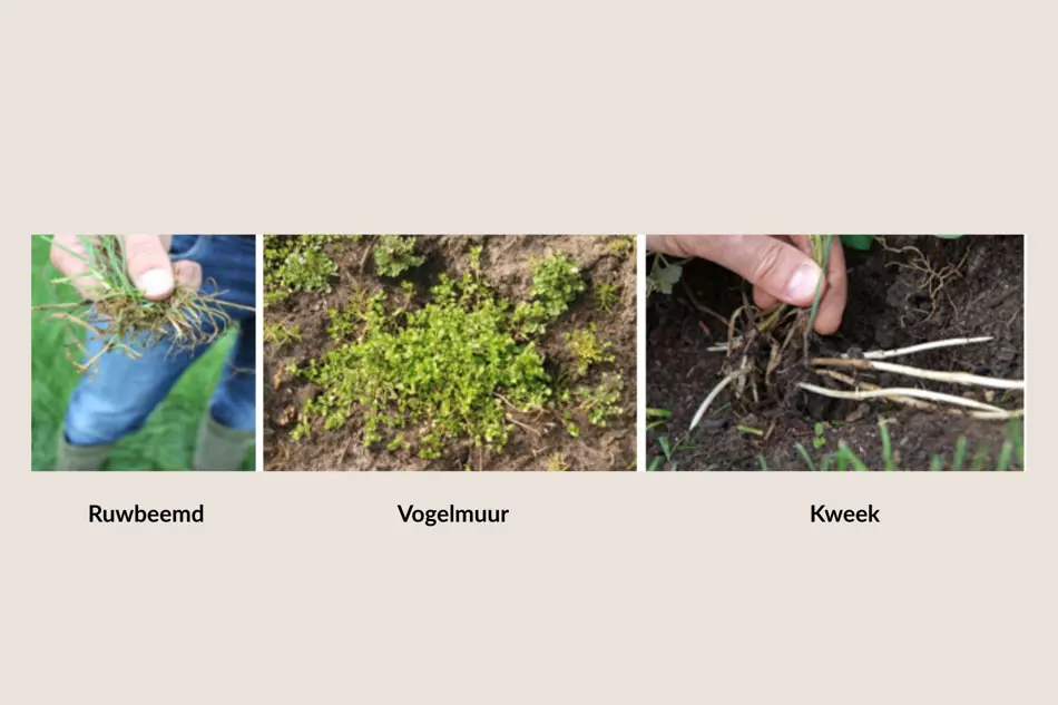 Aandacht voor paardenweide in het voorjaar