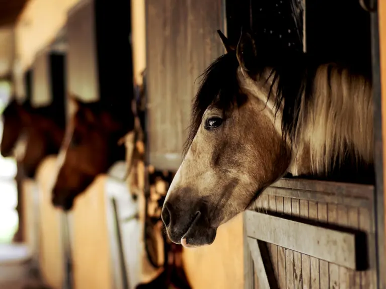Voedingsadvies van weide naar stalvoeding