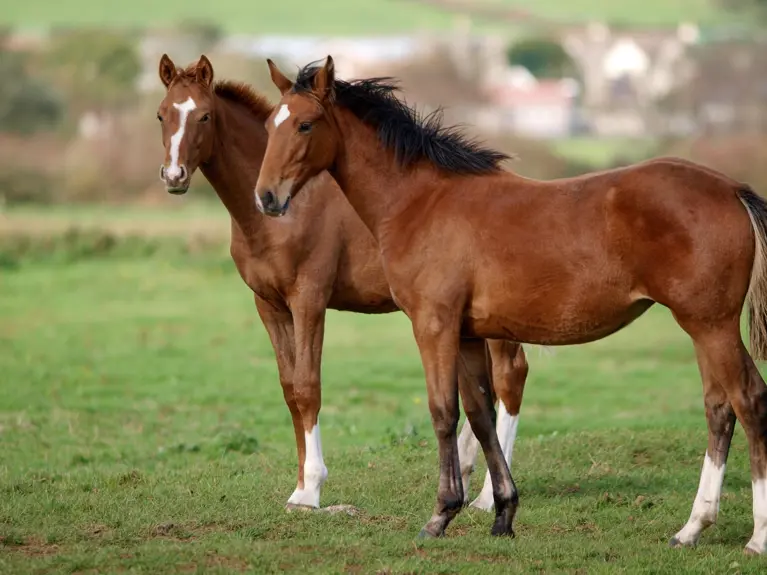 Paarden Opfok