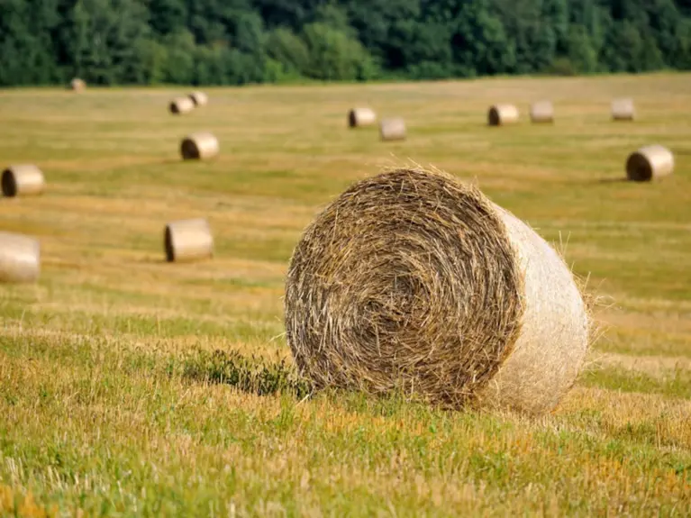 Ruwvoerbalen in de wei