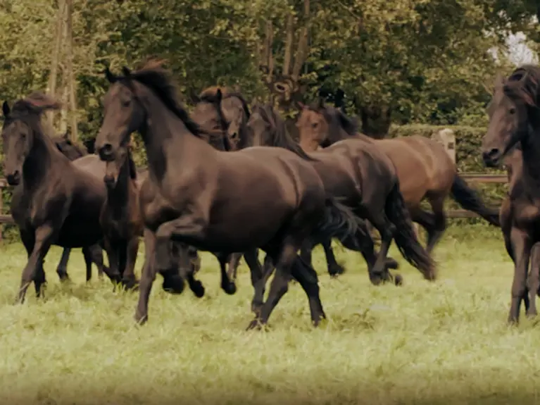 Voeradvies Friese paard