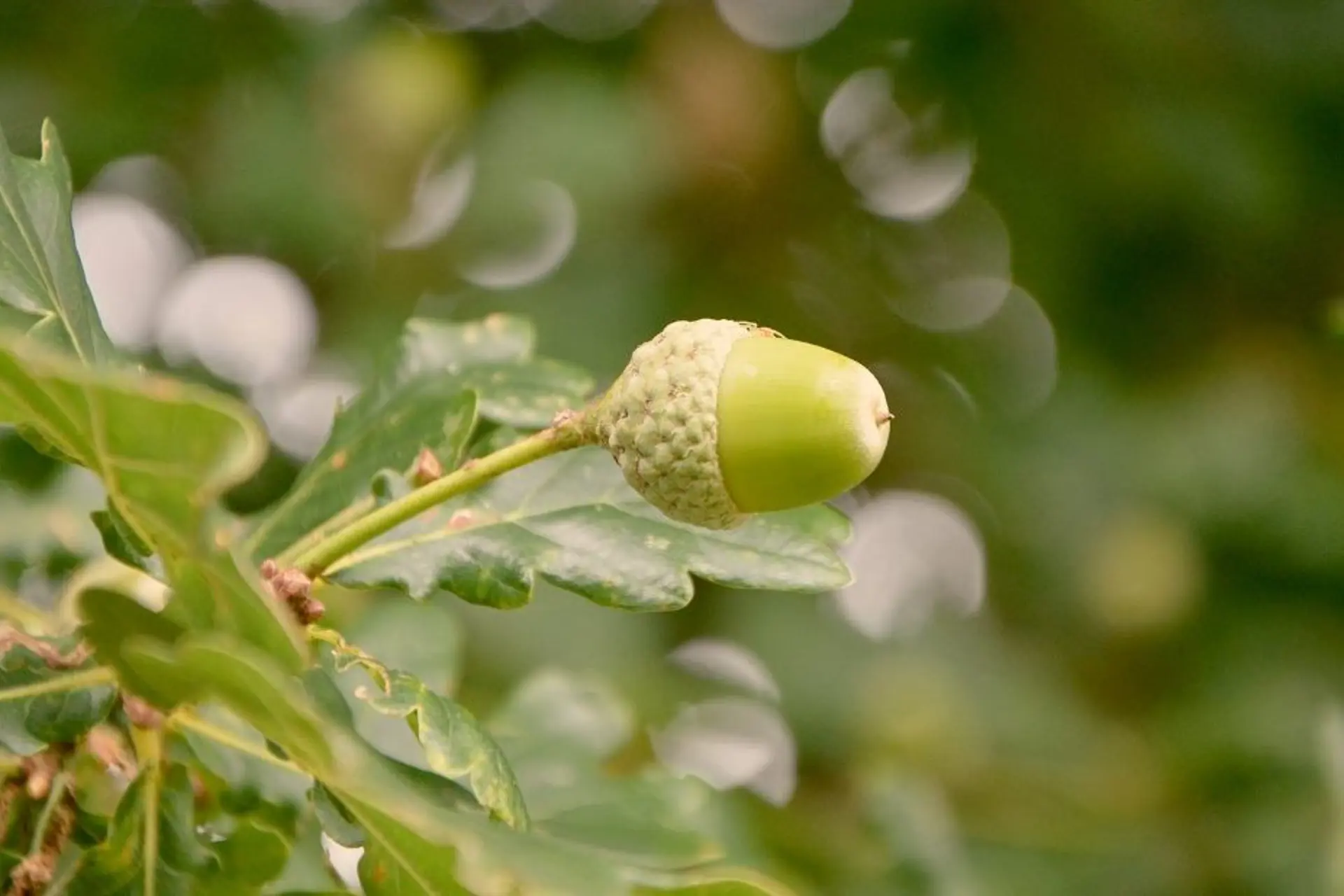 Groen eikeltje