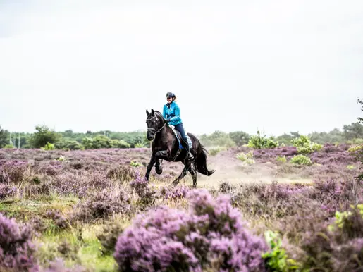 Sfeerbeeld Voermeesters By Nature Heide
