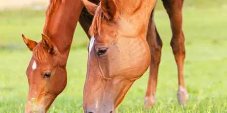 Paard En Veulen In Wei Grazend