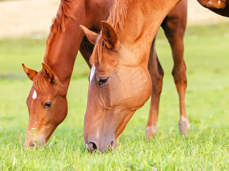 Paard En Veulen In Wei Grazend